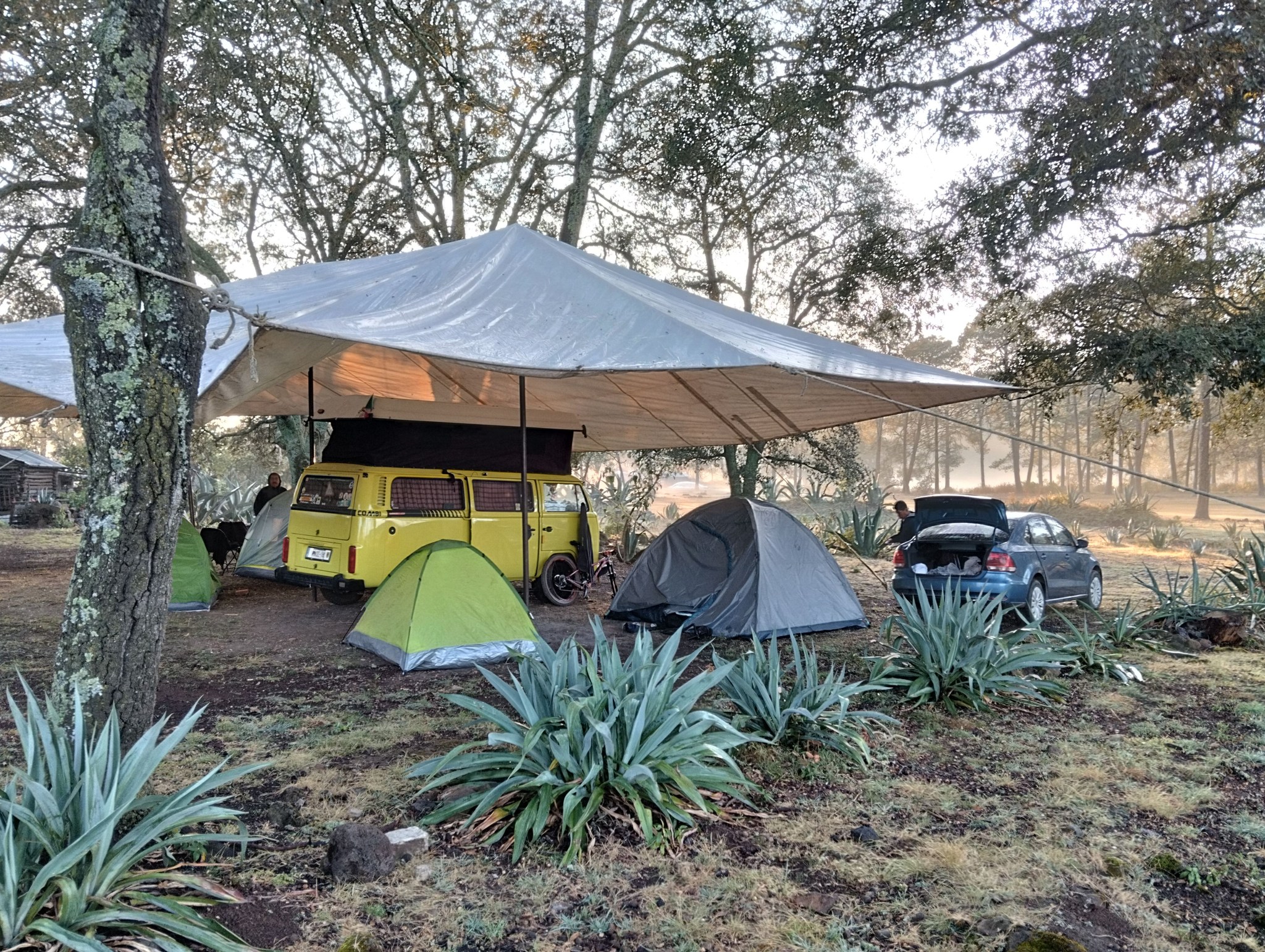 Área de camping rodeada de magueyes