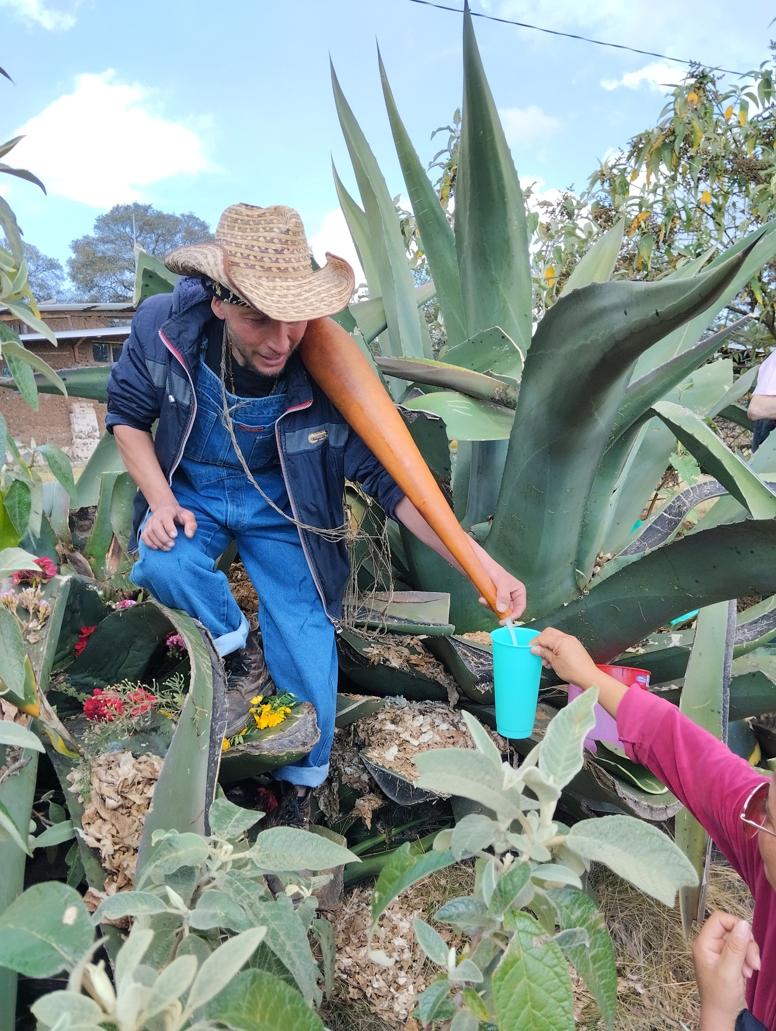 Proceso de extracción de aguamiel con acocote